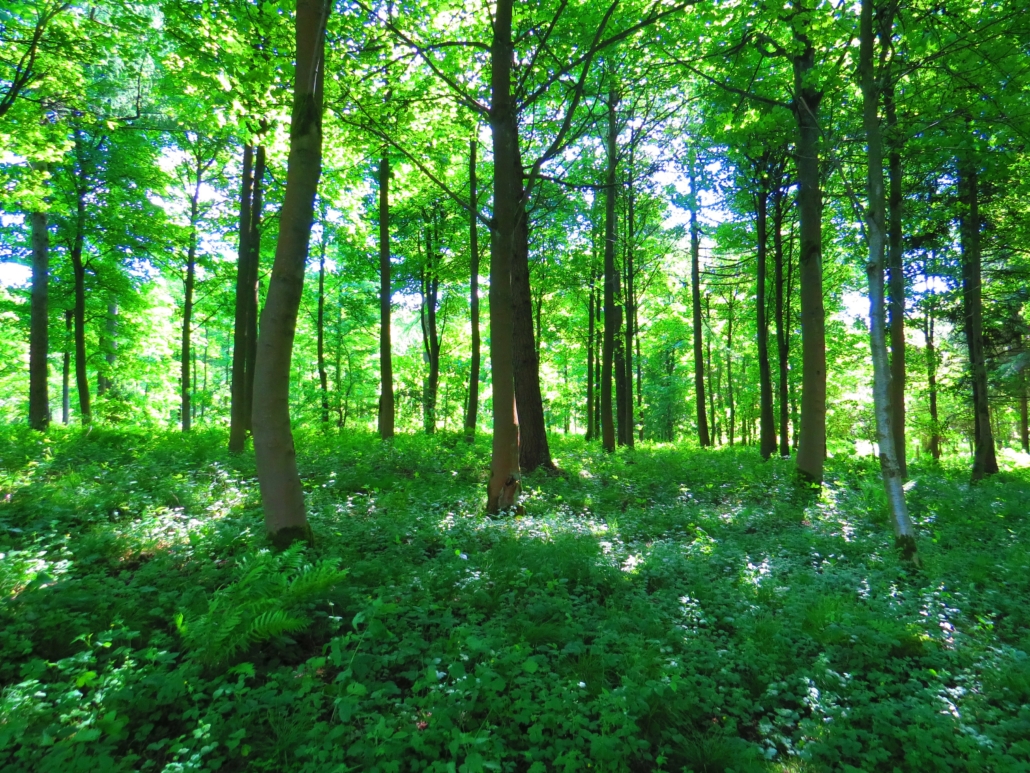 NATUR OCH HÄLSA